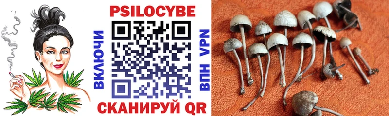 Галлюциногенные грибы Psilocybe  как найти закладки  Чкаловск 